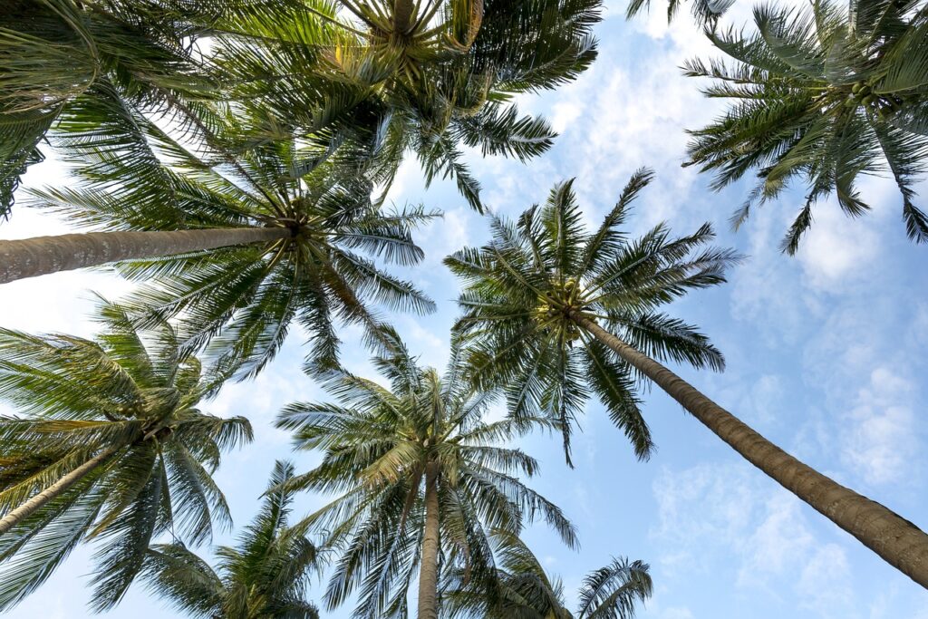 palm trees, coconut trees, free background-3058728.jpg